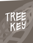 Tree Key